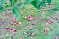 Many mature apple hanging on the tree and lying on the ground