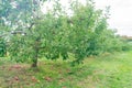 Many mature apple hanging on the tree and lying on the ground
