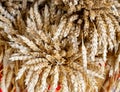 Many mature ears of grain wheat, close-up. The concept of harvesting bread in autumn. Close-up