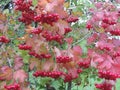 Many mature viburnum berries on a bush among orange and green leaves