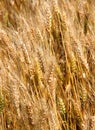 Many mature wheat stalks in June in the middle of the cultivated Royalty Free Stock Photo