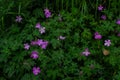 Many meadow geranium, meadow crane`s-bill, Geranium pratense, field plant, five-petaled purple pink flower growing among green gr