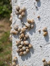 Many Mediterranean sand snails Theba pisana hanging on a white wall