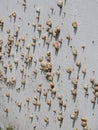 Many Mediterranean sand snails Theba pisana hanging on a white wall