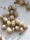 Many Mediterranean sand snails Theba pisana hanging on a white wall in the midday heat in Porthcurno southern England