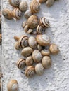 Many Mediterranean sand snails Theba pisana hanging on a white wall in the midday heat in Porthcurno southern England