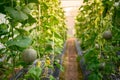 Melon fruits in the fields