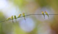 Many Meropidae birds on a cable with a blurred background