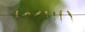 Many Meropidae birds on a cable with a blurred background