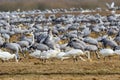 Many migrating cranes and Whooper swans in a field in spring