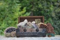 Many minerals quartz and crystal stones in wooden box Royalty Free Stock Photo