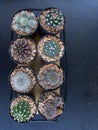 Many mini cactus in block plants for decoration and hobby