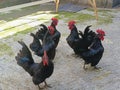 Many mini rooster  behind the house Royalty Free Stock Photo