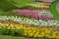 Many mixed vivid yellow, white and pink tulips and blurred pansies in full bloom in a sunny spring garden, beautiful multi colored Royalty Free Stock Photo