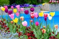 Many mixed vivid yellow, white, red and pink tulips and blue pansies in full bloom in a sunny spring garden, beautiful multi color Royalty Free Stock Photo