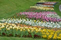 Many mixed vivid yellow, white, red and pink tulips and pansies in full bloom in a sunny spring garden, beautiful multi colored ou Royalty Free Stock Photo