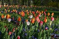 Many mixed vivid yellow, white, red and pink tulips and pansies in full bloom in a sunny spring garden, beautiful multi colored ou Royalty Free Stock Photo