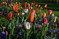 Many mixed vivid yellow, white, red and pink tulips and pansies in full bloom in a sunny spring garden, beautiful multi colored ou Royalty Free Stock Photo