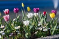 Many mixed vivid yellow, white, red and pink tulips and pansies in full bloom in a sunny spring garden, beautiful multi colored ou Royalty Free Stock Photo