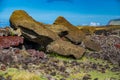 Many moai statues laid down on the ground