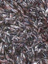 Many of mola carpet fish. A group of minnow closeups. Heap of small anchovy mola carpet or mourala fish