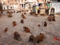 Many monkey family stay live at Swayambhunath pagoda or Swayambu chedi or Swoyambhu stupa or Monkey Temple for nepali people and