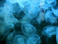 Many Moon jellyfish drifting softly underwater Royalty Free Stock Photo