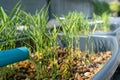 Many morning glory are germinating in the aquaponics system