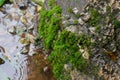 Many mosses are on rocks near the waterfall in the park. Natural background. Royalty Free Stock Photo