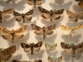 Many moth collection on display Royalty Free Stock Photo