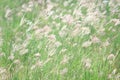 Many motion white grass flowers fields, vintage style