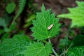 Moths on the leaves of poisonous plants, don`t worry about its toxicity!