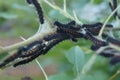 Many mourning cloak butterfly caterpillars (Nymphalis antiopa) photo