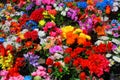 A lot of colorful flowers Royalty Free Stock Photo