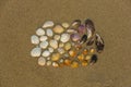 Many multi-colored shells of different sizes and shapes on the light sand top view. natural surface texture Royalty Free Stock Photo