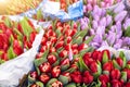 Many multicolored fresh tulips bouquets background. Dutch flower market stall or store. Wholesale warehouse and Royalty Free Stock Photo