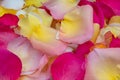 Many multicolored rose petals as background and texture