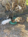 Many multicolored stray cats eat street food put by a man in nature in the summer, Cyprus. Street cats eat cat food. Kindness, Royalty Free Stock Photo