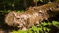 Many mushrooms all over an old tree trunk