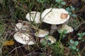 Many mushrooms grew in the fall in the forest