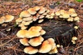 Many mushrooms growing on a tree stump