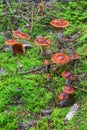 Many mushrooms growing in the woods