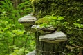 Many mushrooms on moss-covered tree trunk in forest