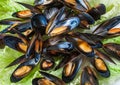 Many mussels in shells on green lettuce leaves. Close-up, top view Royalty Free Stock Photo