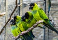 Many Nanday parakeets sitting close together on a branch in the aviary, Colorful and tropical small parrots from America