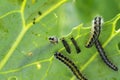 nasty black caterpillars crawl on green cabbage leaves and eat them in the garden on the farm in summer