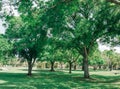 Many natural tree in spring