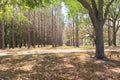 Many natural tree stems