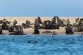 Many wild eared seals otariidae on sandy coast in Namibia, blue water