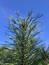 Evergreen Tree and blue sky.